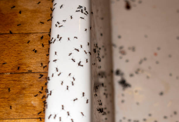 Best Affordable Pest Control Services  in El Cenizo, TX
