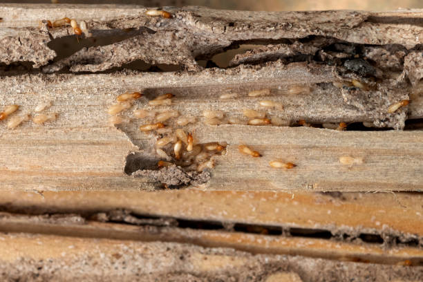 Bird Control in El Cenizo, TX