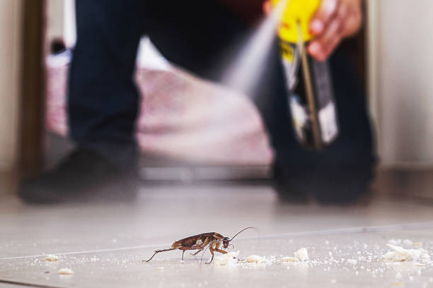 Spider Control Near Me in El Cenizo, TX